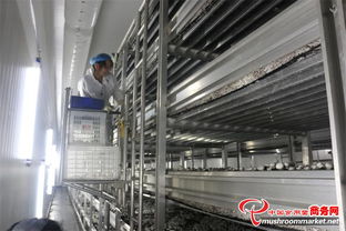山東臨沂瑞澤農(nóng)業(yè)科技 雙孢菇工廠化生產(chǎn)基地的技術(shù)咨詢(xún)與創(chuàng)新實(shí)踐